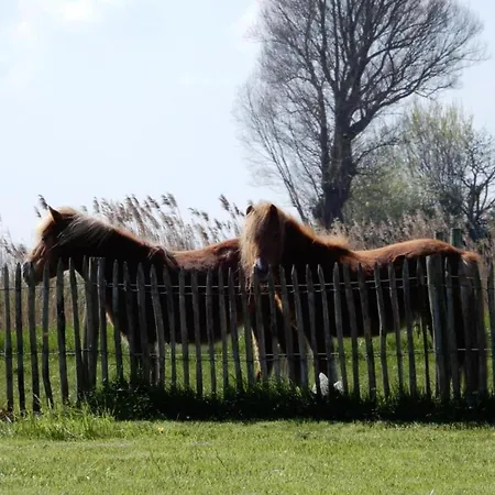 In Near The Nieuwpoort
